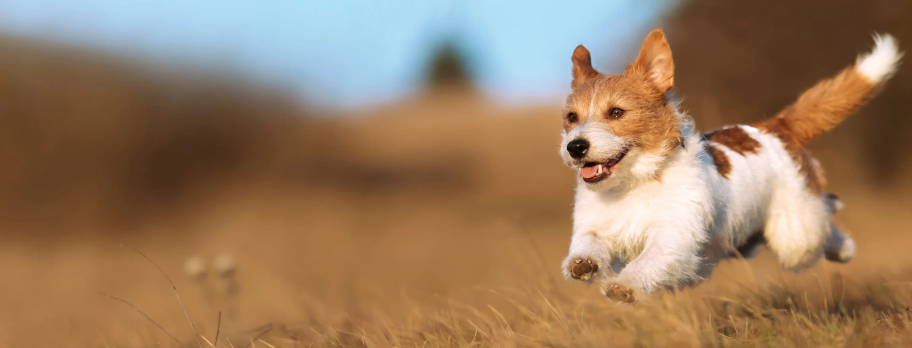 Playful Dog Running, Jumping in Brown Grass